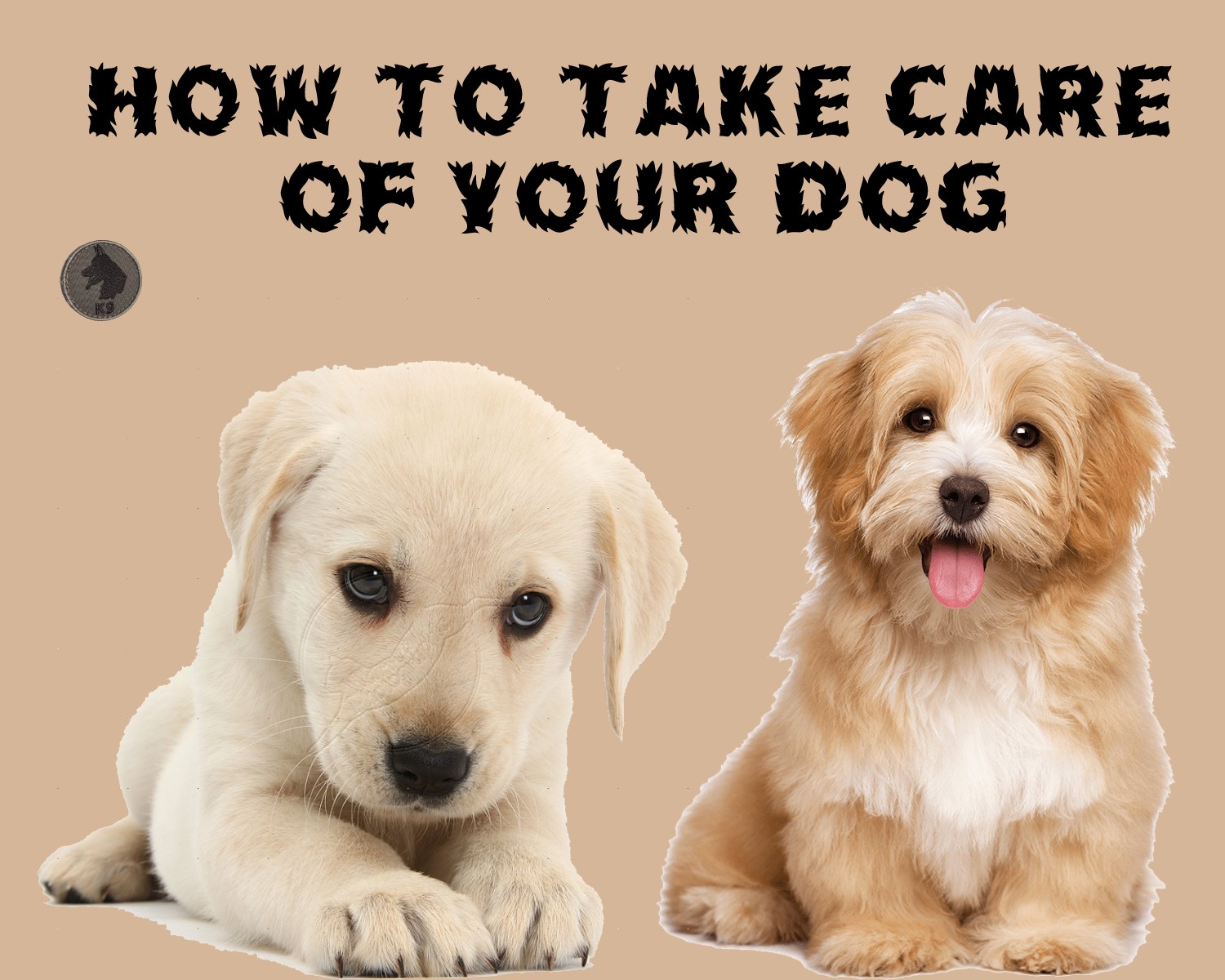 How to take care of your dog